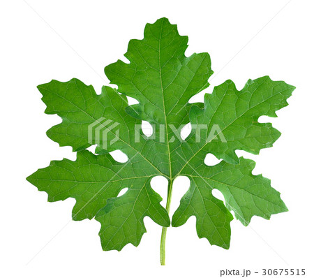 Bitter melon leaves isolated on white background Bitter melon leaves isolated on white background 30675515