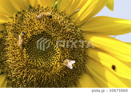 honeybee rested on a sun flower 30675660