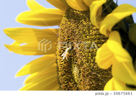 honeybee rested on a sun flower 30675661