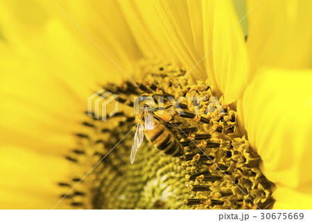 honeybee rested on a sun flower honeybee rested on a sun flower 30675669