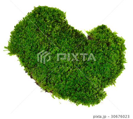 Green moss on white background 30676023