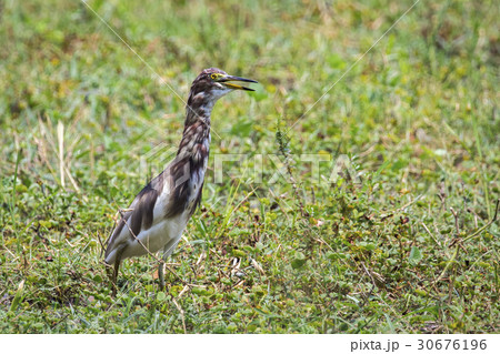 Image of Chinese Pond Heron (Ardeola bacchus) Image of Chinese Pond Heron (Ardeola bacchus) 30676196