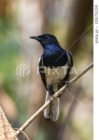 Image of bird on the branch on natural background. 30676200