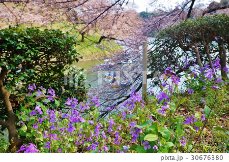 東京観光スポット ハナダイコンの花も群れ咲く桜の季節の千鳥ヶ淵の水辺に憩う 横位置の写真素材