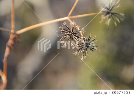 ひっつき虫（埼玉県深谷市） 30677553