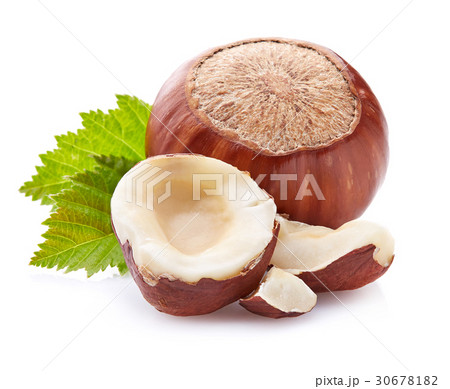 Filbert with leaves Filbert with leaves 30678182