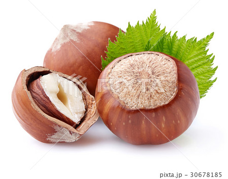 Hazelnuts with leaves 30678185