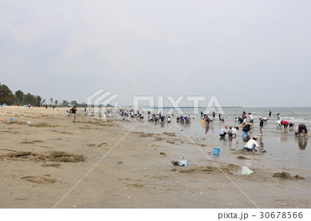 御殿場海水浴場　早朝の潮干狩り　 30678566