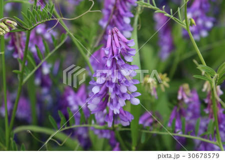 堤防に咲いている草花 30678579