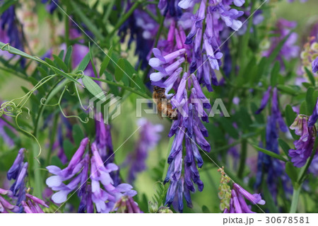 堤防に咲いている花　蜜を吸う蜜蜂の姿 30678581