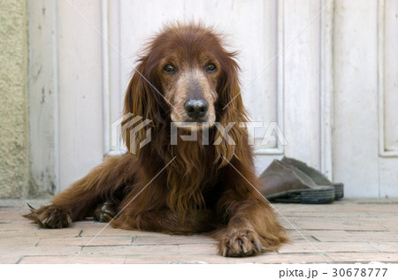 Irish setter lying on the doorstep Irish setter lying on the doorstep 30678777