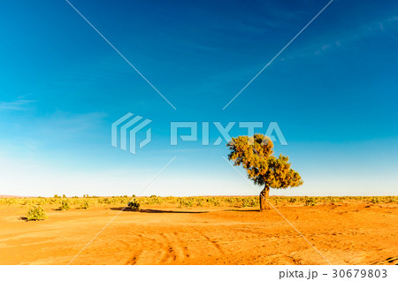 Acacia in the desert of Morocco Acacia in the desert of Morocco 30679803