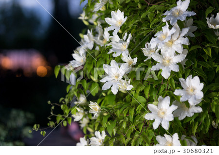 Close up photo of white clematis flowers in a Close up photo of white clematis flowers in a 30680321