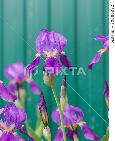 Close up photo of Iris flower in the garden. Close up photo of Iris flower in the garden. 30680322