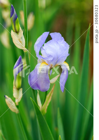 Close up photo of Iris flower in the garden. 30680323