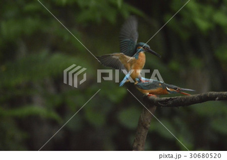 カワセミの交尾（根川緑道･立川公園／東京都立川市） 30680520