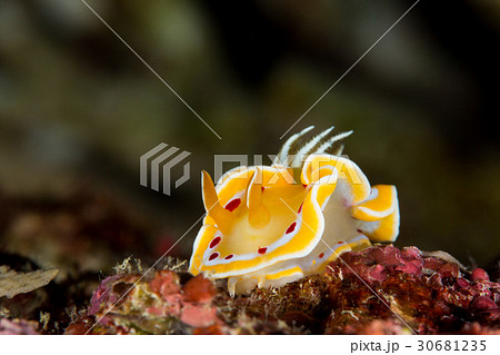 アカテンイロウミウシ 30681235