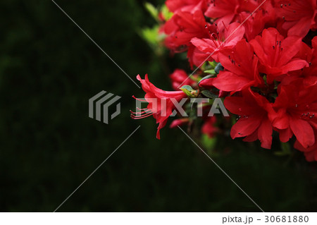 サツキ サツキ 30681880