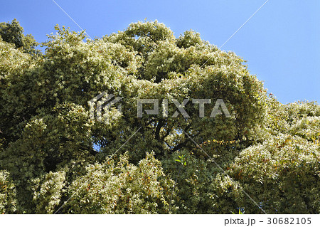 白花トキワマンサクの花 30682105