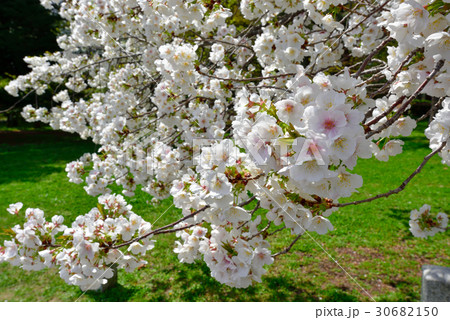 京都御苑 桜 京都御苑 桜 30682150