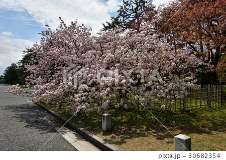 京都御苑　車返桜 30682354