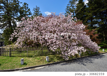 京都御苑　車返桜 30682359