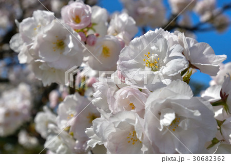 京都御苑　車返桜 30682362