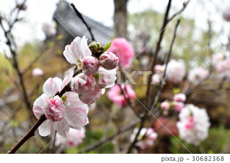 赤山禅院　源平桃 30682368