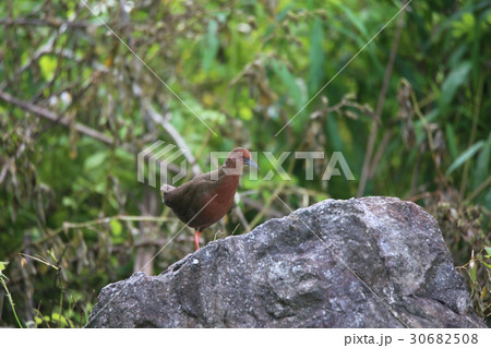 ヒクイナ 30682508