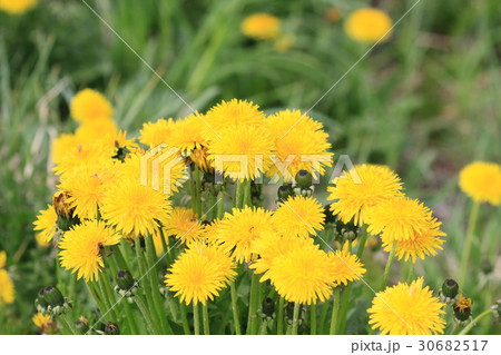 タンポポ 30682517