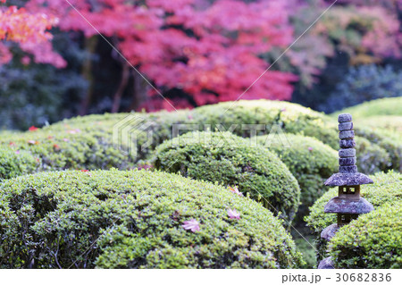 紅葉とつつじに埋もれる石灯籠 紅葉とつつじに埋もれる石灯籠 30682836
