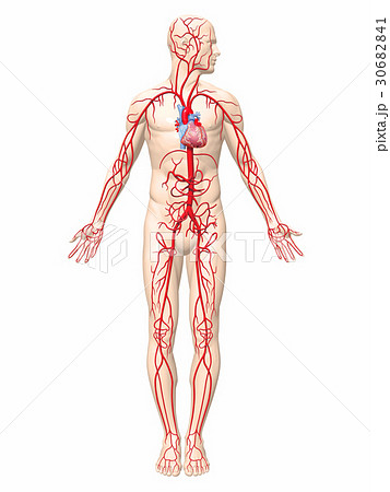 動脈 血管のイラスト素材