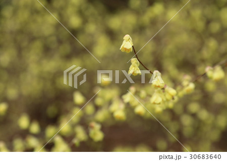 ヒュウガミズキ ヒュウガミズキ 30683640