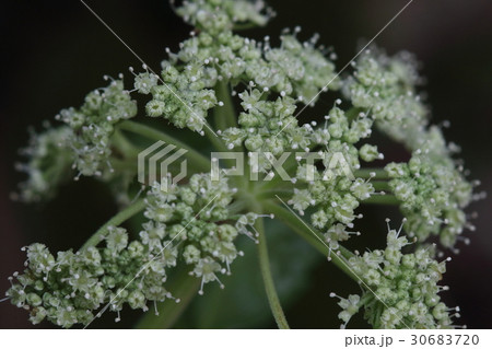 自然　植物　ハマウド、太い茎で人の背丈ほどにもなるセリ科の草。ビーチでは微妙に邪魔者扱い？ 30683720