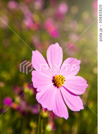 Beautiful Chrysanthemum 30683820