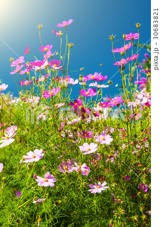 Beautiful Chrysanthemum 30683821