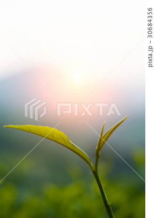 green tea close up, cameron higlands malaysia 30684356