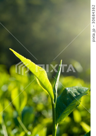 green tea close up, cameron higlands malaysia 30684362