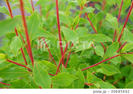 美しいドウダンツツジの赤い幹 30685692