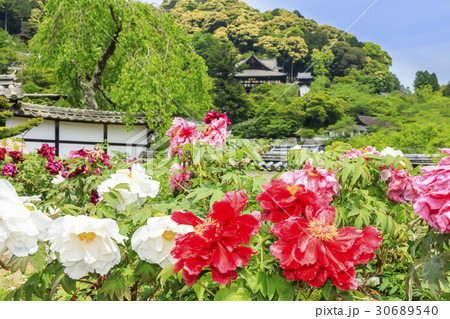 長谷寺 牡丹 つつじ 新緑 長谷寺 牡丹 つつじ 新緑 30689540