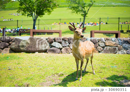 奈良公園の鹿 奈良公園の鹿 30690351