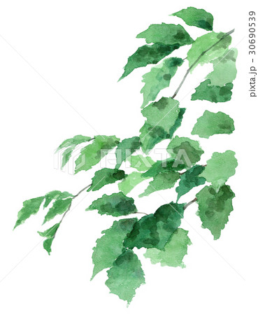 アナログ水彩青葉の枝 30690539