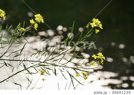菜の花 30691239