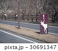 鹿の飛び出しに注意 30691347