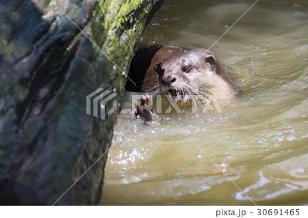 Image of an otters on the water. Wild Animals. Image of an otters on the water. Wild Animals. 30691465