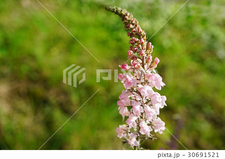 野性的な風情リナリア・プルプレア 30691521