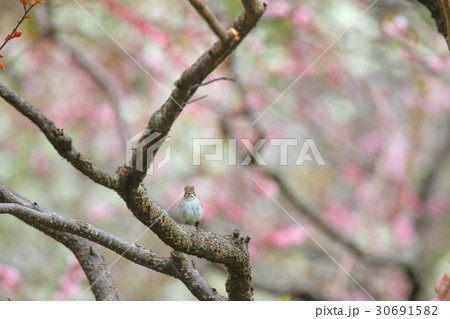 コサメビタキ Asian brown flycatcher コサメビタキ Asian brown flycatcher 30691582