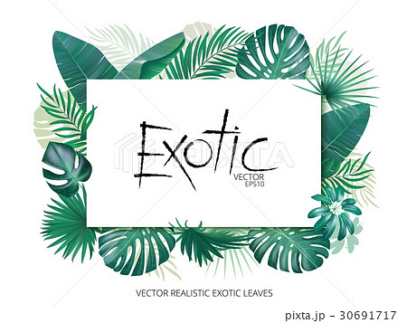 Summer tropical background with exotic palm leaves 30691717