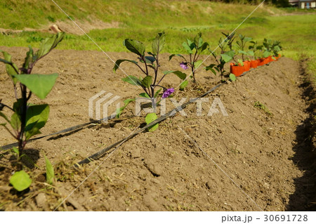 ナス苗植え付け ナス苗植え付け 30691728