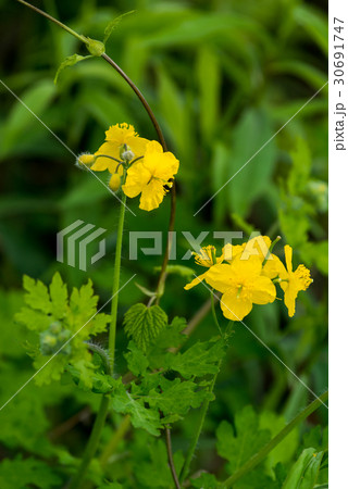 クサノオウ 30691747